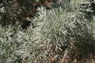vignette Artemisia arborescens