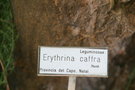 vignette Erythrina caffra