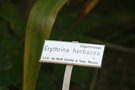 vignette Erythrina herbacea