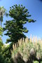 vignette Jardin Botanique Hanbury : Nolina longifolia