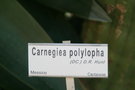 vignette Carnegiea polylopha