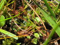 vignette Drosera rotundifolia - rossolis  feuilles rondes