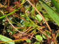 vignette Drosera rotundifolia - rossolis  feuilles rondes