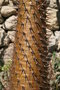 vignette Pachypodium lamerei