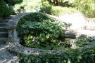 vignette bassin Farfugium japonicum