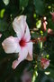 vignette Hibiscus rosa sinensis