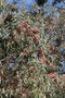 vignette Eucalyptus fleurs rouges