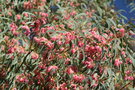 vignette Eucalyptus fleurs rouges