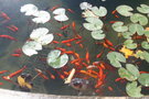 vignette bassin poissons rouges