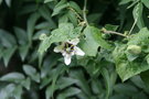 vignette Passiflora morifolia