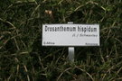 vignette Drosanthemum hispidum