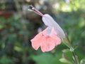 vignette Salvia coccinea 'Coral Nymph'