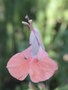 vignette Salvia coccinea 'Coral Nymph'