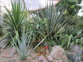 vignette Yucca aloifolia, rigida, baccata et flacida