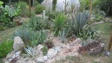 vignette Yucca rostrata, aloifolia, rigida,baccata et flaccida