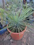 vignette yucca linearifolia