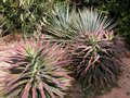 vignette Yucca desmetiana 2004