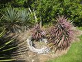 vignette Yucca desmetiana 2008