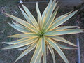 vignette yucca recurvifolia 'bright star'