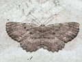 vignette Papillon (Geometridae)