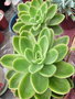 vignette Echeveria 'Golden Glow'