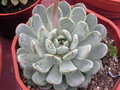 vignette Echeveria 05