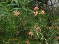 vignette Grevillea Semperflorens desert flame au 18 09 12