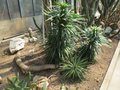 vignette Yucca desmetiana JEMonaco