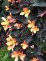 vignette Begonia boliviana 'Glowing Embers'