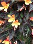 vignette Begonia boliviana 'Glowing Embers'