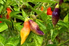 vignette Scarlet lantern (C. chinense)