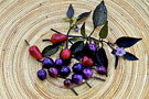 vignette Purple pepper (C. annuum)