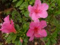 vignette Azalea japonica fleurs doubles roses au 22 09 12