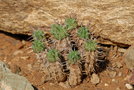 vignette Euphorbia ferox