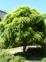 vignette Acer palmatum - Erable
