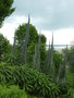 vignette Echium pininana au jardin de l'ile ronde