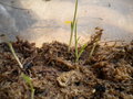vignette acantophoenix crinita germinations