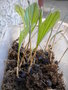 vignette wallichia oblongifolia germinations