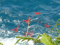 vignette Pitcairnia angustifolia, La Dominique