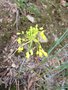 vignette Allium flavum - Ail jaune