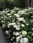 vignette Hydrangea - Hortensia blanc