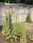 vignette Verbascum thapsus - Molne thapsus, Molne Bouillon Blanc