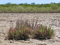 vignette Sarcocornia quinqueflora