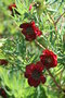 vignette Paeonia - Pivoine rouge petite fleur