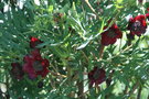 vignette Paeonia - Pivoine rouge petite fleur