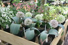 vignette Allium karataviense 'Ivory Queen'