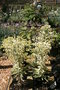vignette Euphorbia characias subsp. characias 'Burrow Silver'