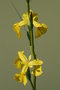 vignette Iris pseudoacorus