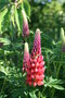 vignette Lupinus texensis 'The Page' - Lupin