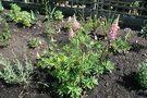 vignette Lupinus 'The Governor' - Lupin
